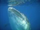 Thumbs/tn_whale shark 2.jpg